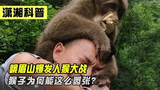 峨眉山爆发人猴大战，猴王被当场击毙，为何峨眉猴多次伤人