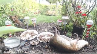 Foxheaven Dublin Ireland Live stream Crows,Magpies,Starlings.