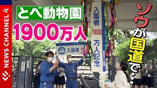 【貴重映像】とべ動物園入園者１９００万人に到達　ゾウが国道で＜NEWS CH.4＞