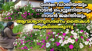 നാടൻ റോസ് നാടൻ ജമന്തി Golden ഡാലിയ വീട്ടിൽ നിന്ന് തൈകൾ ആക്കി തരും |Wayanadan Touch Garden plant Sale