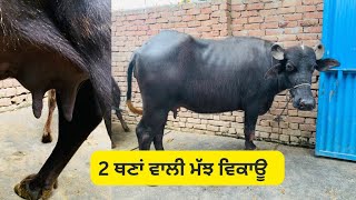 2 ਤੋਕੜ ਮੱਝ ਵਿਕਾਊ ਅਤੇ ਇੱਕ 2 ਥਣਾਂ ਵਾਲੀ ਮੱਝ ਵਿਕਾਊ  @brarcattlefarm188