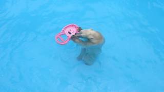 2017.6.29　バフィンとモモのエトセトラ　　浜松市動物園のホッキョクグマ