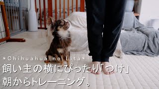 「つけ」と言うとぴったり横に来るチワワがかわいい【チワワのリタ】