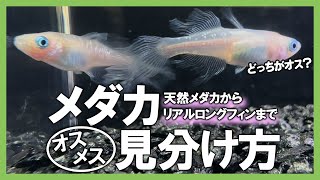 メダカ【オス・メス見分け方】初めてでも安心！天然メダカからヒレ長やリアルロングフィンまで！！