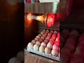 300 eggs homemade egg incubator eggincubator