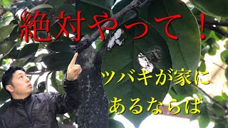 ｛今がラストチャンス｝ツバキがある家は必ずやってください！チャドクガの卵を発見せよ。（字幕対応）