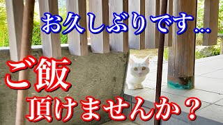 可愛い野良の母猫は久しぶりに来てもご飯の催促の仕方は変わりません