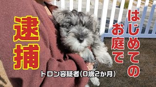 トロンは遊び足りない【ミニチュアシュナウザー】