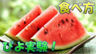 シャタ流美味しいすいかの食べ方！鶏ぴよ実験part8！の巻／How to eat shata style delicious watermelon !／きゅうり農家／きゅうり栽培／愉快なshata農園