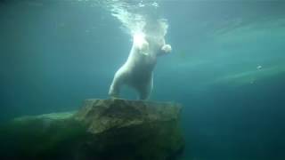 Tiergarten Schönbrunn, ZOO Vienna