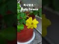 목사랑초 옥살리스 카노사 ~키우기 2년. 한겨울에 꽃을 피우기 시작합니다. 2023.1.8