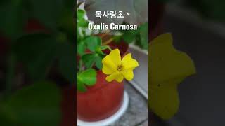 목사랑초 옥살리스 카노사 ~키우기 2년.  한겨울에 꽃을 피우기 시작합니다. (2023.1.8)