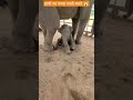 hathi ka baccha...playing with mother elephant 🐘🐘🤗 animalslife animalshorts nature