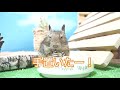 デグーお皿に手を置いて楽チンごはん♪かわいい姿に思わず笑ってしまいました。【degu】