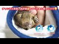 デグーお皿に手を置いて楽チンごはん♪かわいい姿に思わず笑ってしまいました。【degu】