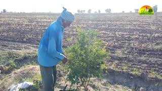 Pomegranate Farming \\ Pomegranate Growth less 2 years / દાડમ નો વિકાસ #gujarat #farming #agriculture