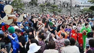 徳島）桜の下で「踊るあほう」　蜂須賀まつり