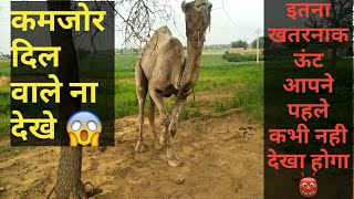 ☠️😡कमजोर दिल वाले ना देखना😱 । इतना खतरनाक ऊंट की वीडियो 👹। Such a dangerous camal😵 . danger ☠️😡😱👹☠️