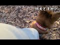 穏やかな甲斐犬が山では唸って吠える猛犬に豹変！【愛犬と登山】