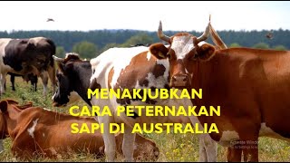 MENAKJUBKAN CARA PETERNAKAN SAPI DI AUSTRALIA