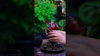 hydroponic begonia planting idea, short