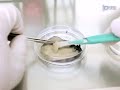 cancer stem cells isolation from prostate cancer cells protocol preview