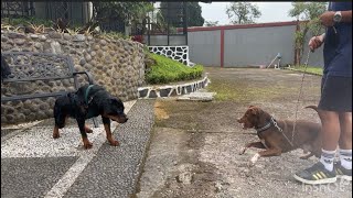 REAKSI KING FLOKI KETEMU 3 EKOR ANJING ROTTWEILER