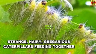 A Documentary Of “STRANGE, HAIRY, GREGARIOUS CATERPILLARS,” FEEDING TOGETHER. Nature’s Rare Film.