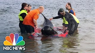 Rescuers In Race Against Time To Save Stranded Pilot Whales In Tasmania