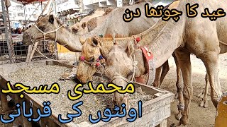 Muhammadi Masjid Camel Ki Qurbani |  Qurbani 2023 | Eid 4th Day