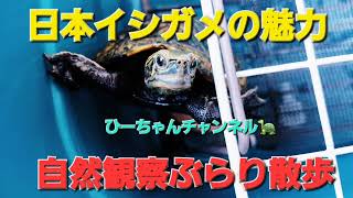 日本イシガメの魅力with自然観察ぶらり散歩【ひーちゃんチャンネル🐢】#日本イシガメ#アウトドア #野鳥#草花#昆虫 #散歩 #懐く#かわいい#野川公園#野川#自然