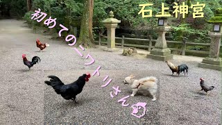 犬と散歩 [ 235-石上神宮でニワトリと遊ぶ ]　天理　奈良　Walking with a dog around Nara, Japan