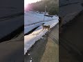 雪道散歩、近所の柴犬ちゃんと遭遇