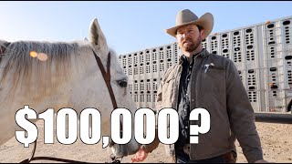 Selling 34 Steers for How Much?! Let’s Break Down The Numbers