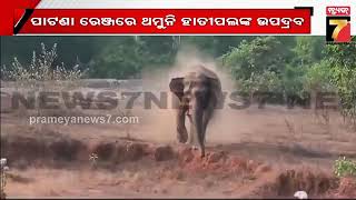 Elephant Terror In Patna, Keonjhar | ପାଟଣା ରେଞ୍ଜରେ ଥମୁନି ହାତୀପଲଙ୍କ ଉପଦ୍ରଵ | PrameyaNews7