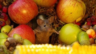 How Did These Tiny Mice Get Their Own Village?, MEET - Tiny Mice Family George, Mildred and Mini