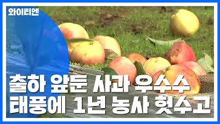 출하 앞둔 사과 우수수...1년 농사 헛수고 / YTN