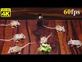 Cat TV Games: Adorable Mice in Jerry Mouse Hole Hide & Seek | Play on Screen 8 Hours 4K UHD