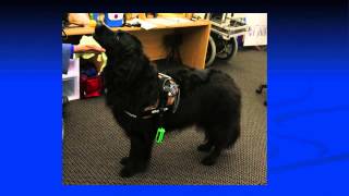 Can Wearable Computing for Dogs Keep Humans Safer? | Melody Moore Jackson | TEDxPeachtree