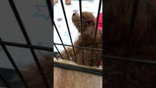 犬　ペットショップ一番の売れ残り犬　この後 part1