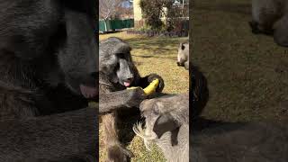 Cindy the baboon has NEVER shared food in her life 😂 #funnyanimals #feedingtime #funny #shorts