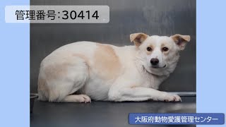 ＿新しい飼主さんが決まりました！＿「人馴れしていない犬」新しい飼い主さん募集中！！（管理番号30414）