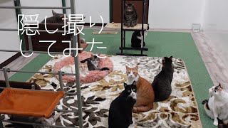 お客さんが居ない時の猫カフェを隠し撮りしてみた　【作業用】