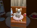 minneで予約受付中 実物大 愛犬さんのオーダー 羊毛フェルトオーダー チワワ ペットロス 愛犬 ハンドメイド 羊毛フェルトチワワ 羊毛フェルト犬 虹の橋