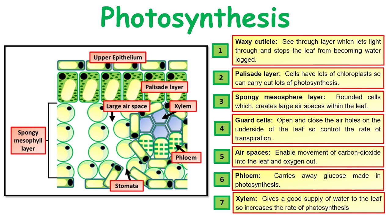 GCSE Biology (Science) Photosynthesis Revision - YouTube