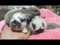 quintuplets of baby rabbits inheriting their parents coat colors.