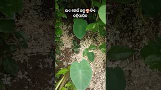 ଇଏ କେଉଁ ଛତୁ 🍄🍄#youtubeshorts #shorts #short #shortvideo #subscribe #trending #love #funny #youtube