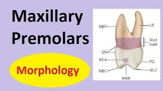 Maxillary premolars: 1st & 2nd