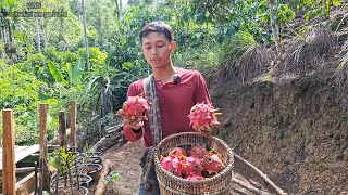 Hari Ini, Aku Panen Buah Naga, Di kebun