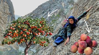 Esmat Picking Wild Peaches in the Zagros Mountains 🍑🌄